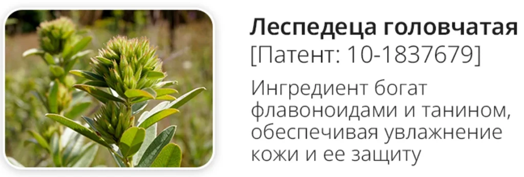 lespedeca golovchataya