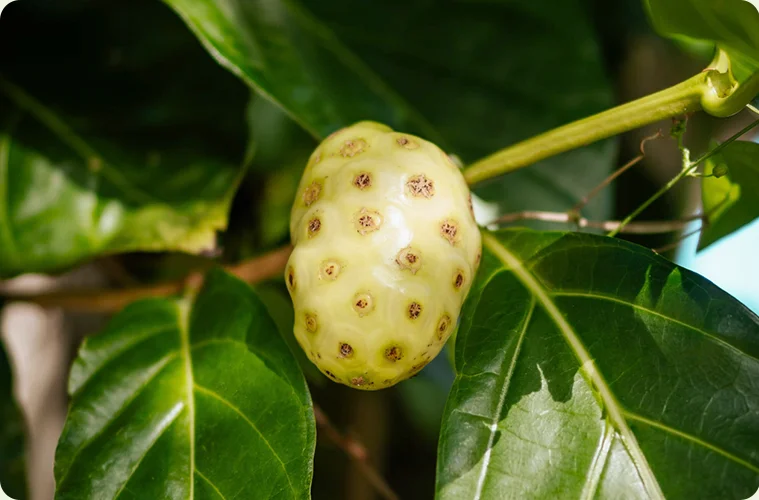 plod noni