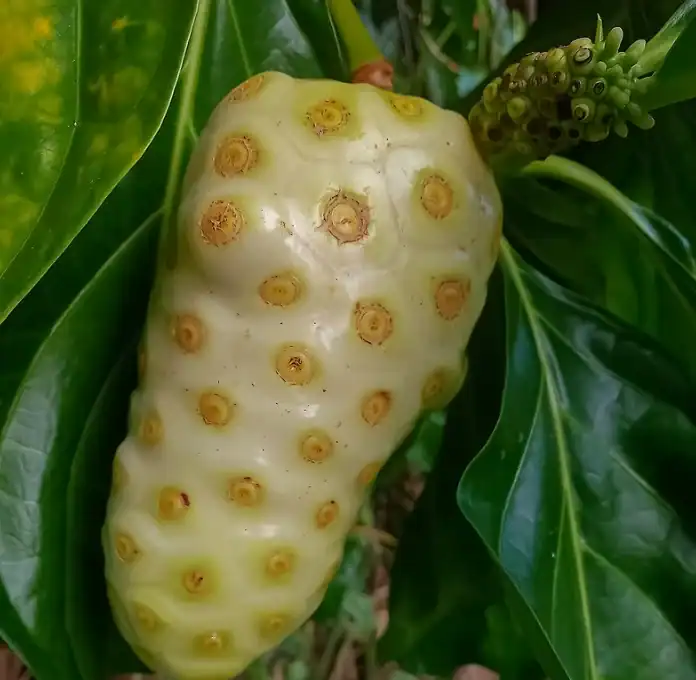 Morinda citrifolia